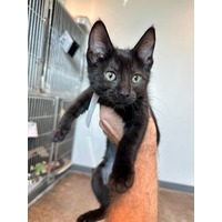adopt-pet