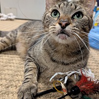adopt a pet