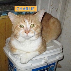 Photo of Charlie-adptd.8-24-18