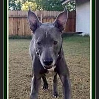 Adopt A Pet Near You Petsmart Charities