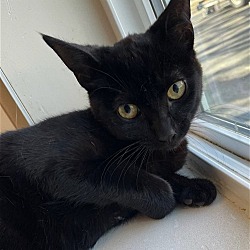 Thumbnail photo of Bridget (Shy Black Kitten) - Fee Waived #4