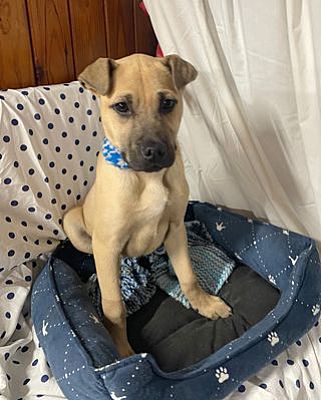 Quakertown PA Rhodesian Ridgeback Shar Pei. Meet Bosley KA a