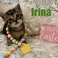 Photo of IRINA Kitten