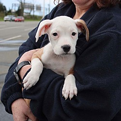 Thumbnail photo of Basket Pup Lady #4