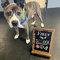 adopt a pet