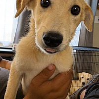 adopt a pet