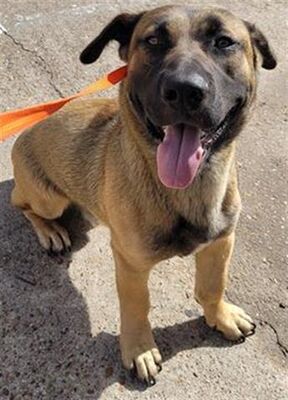 Houston, TX - Belgian Malinois/Black Mouth Cur. Meet ASPEN a Pet for ...