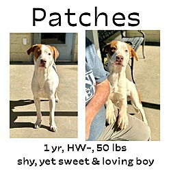 Photo of Patches