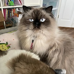 Photo of Miss Puff