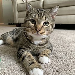 Photo of Mowgli