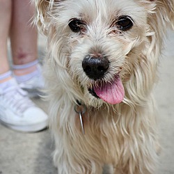 Thumbnail photo of Bruno *1/2 priced adoption fee #1