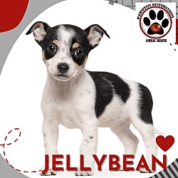 Thumbnail photo of JELLYBEAN #2