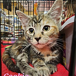 Thumbnail photo of Cookie #4