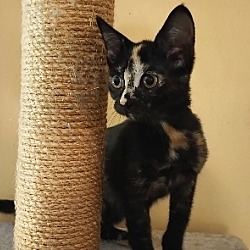 Thumbnail photo of Midnight Mocha #1