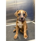 Adopt A Pet :: Willow - Jackson, MI