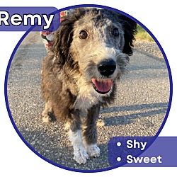Photo of Remy