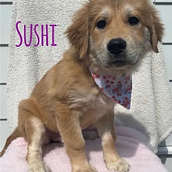 Photo of Sushi