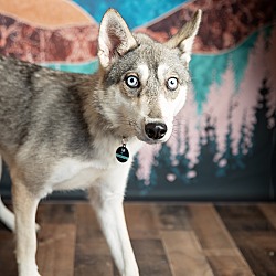 Photo of Loba