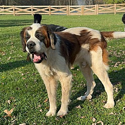 bonded pet photo