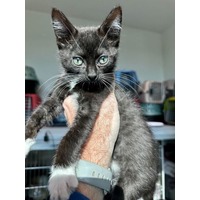 adopt-pet