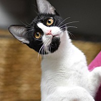 adopt a pet