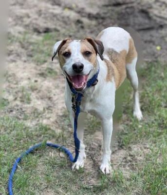 Huntsville, TX - Hound (Unknown Type). Meet Betsy a Pet for Adoption ...