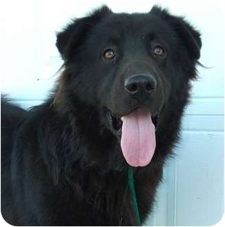 Harper Tx Tibetan Mastiff Meet Bear A Pet For Adoption