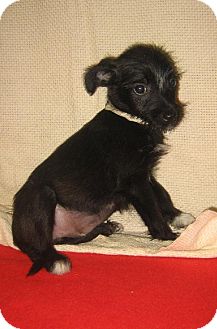 cairn terrier chihuahua mix puppies sale