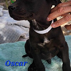 Thumbnail photo of Oscar #2