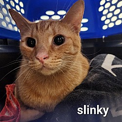 Thumbnail photo of Slinky #4