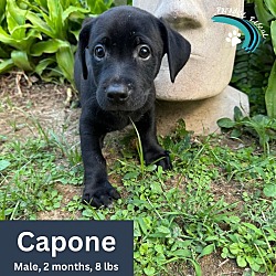 Photo of Capone - NN