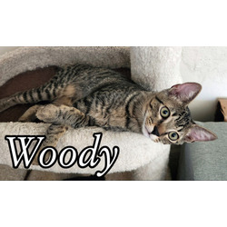 Thumbnail photo of Woody #1