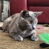 adopt a pet
