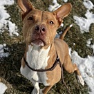 Adopt A Pet :: Tetra - Lancaster, OH