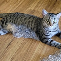 adopt-pet