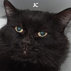 Thumbnail photo of JC--BLACK CATS RULE! #1