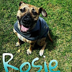Thumbnail photo of Rosie #1