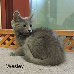 Thumbnail photo of Wesley #1