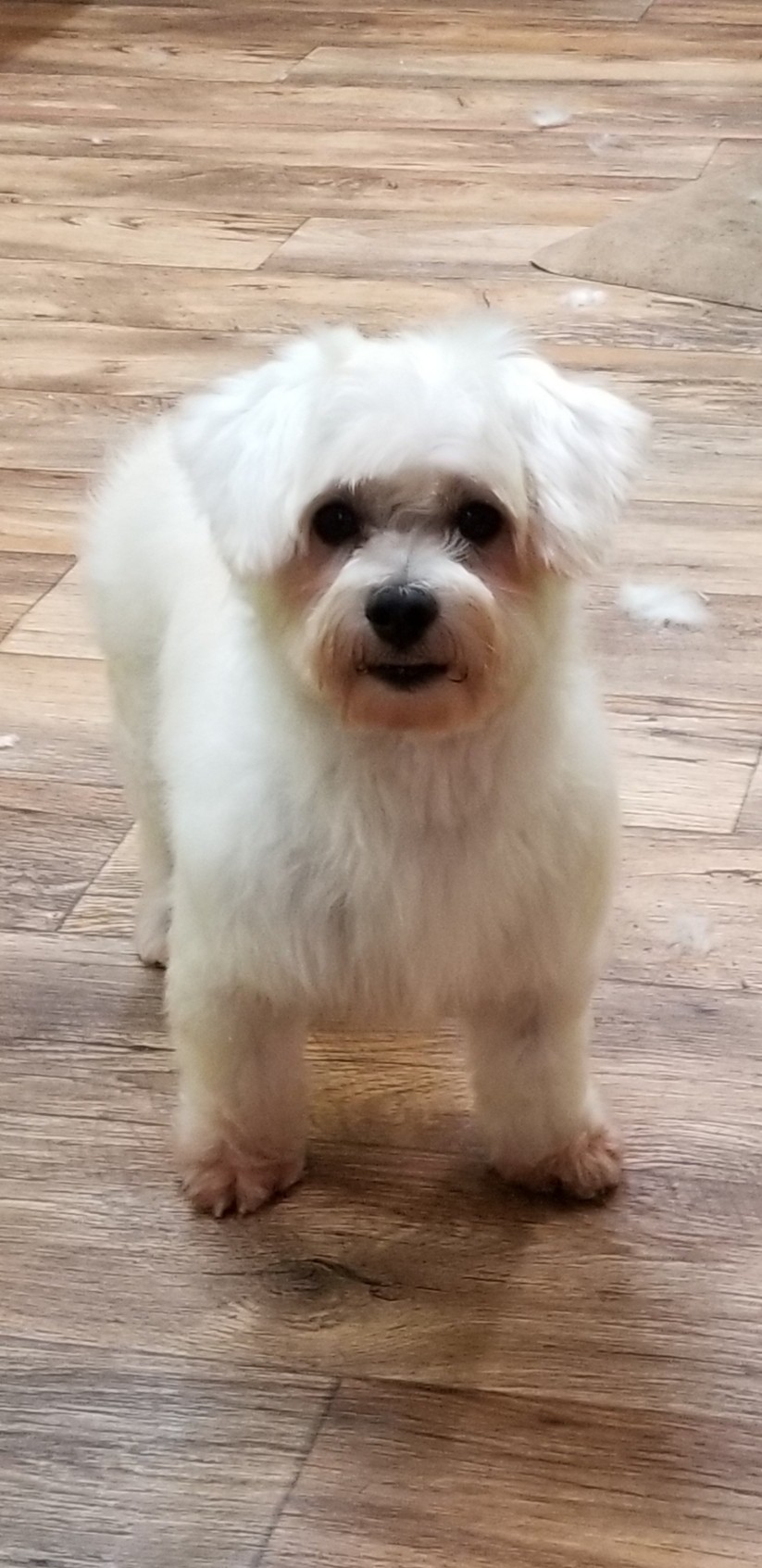 ponderosa dog & cat rescue