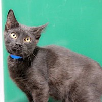 cozy cat adoption center