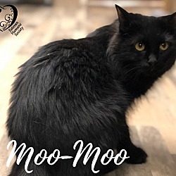 Photo of Moo Moo 20-301
