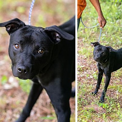 Bartlett, TN - Labrador Retriever. Meet MICA-27836 a Pet for Adoption ...