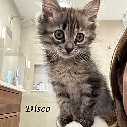 Thumbnail photo of DISCO (Adopt w/BIGGY) #2