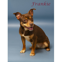 Photo of Frankie (D24-046)