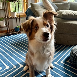 Thumbnail photo of Milo the Aussie #4