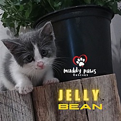 Thumbnail photo of Jelly Belly Litter: Jelly Bean - No Longer Accepting Applications #1