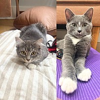 adopt a pet