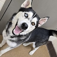 adopt a pet