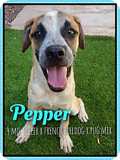 french bulldog blue heeler mix