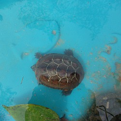 Thumbnail photo of Reeve's Turtle:o) #3